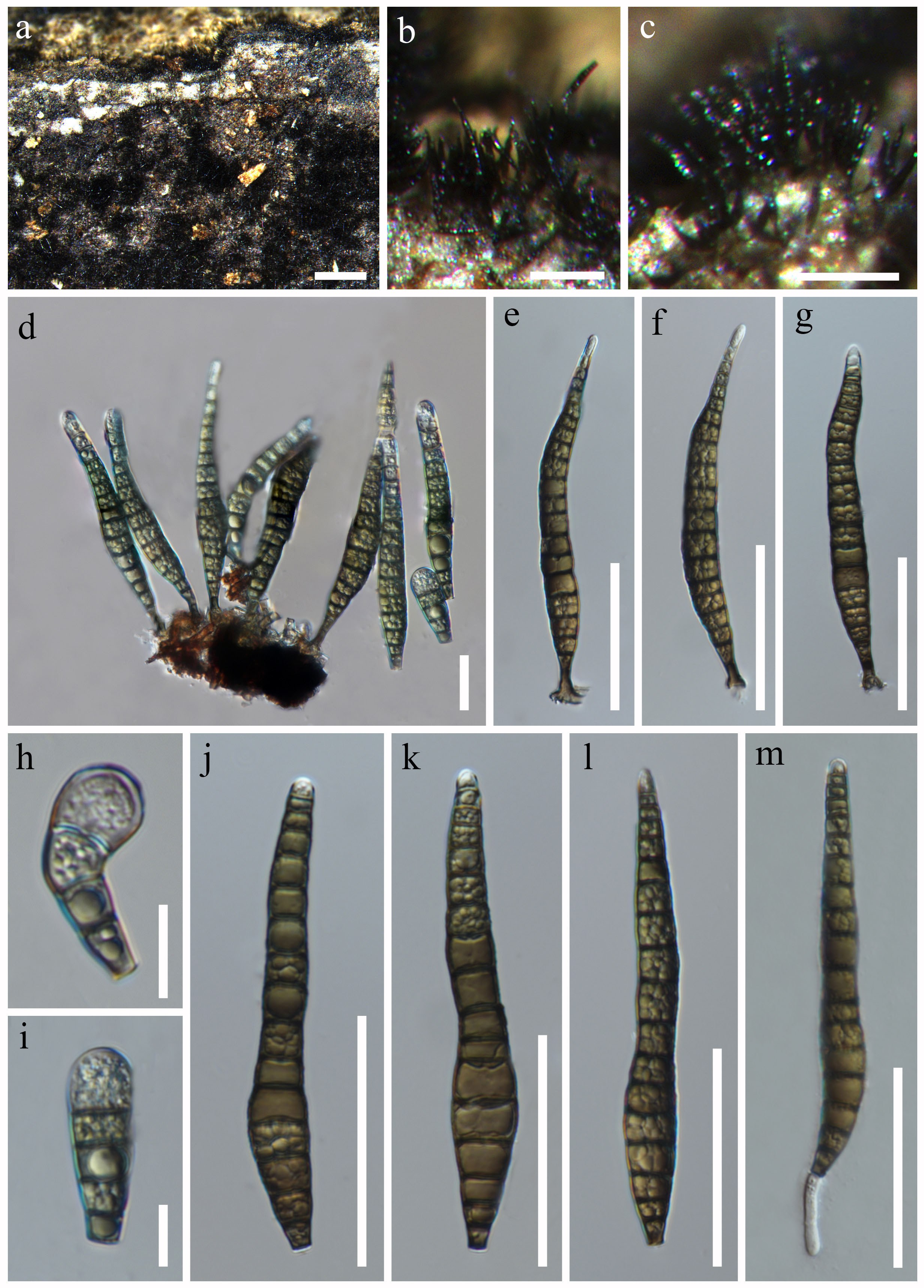 Figure 42